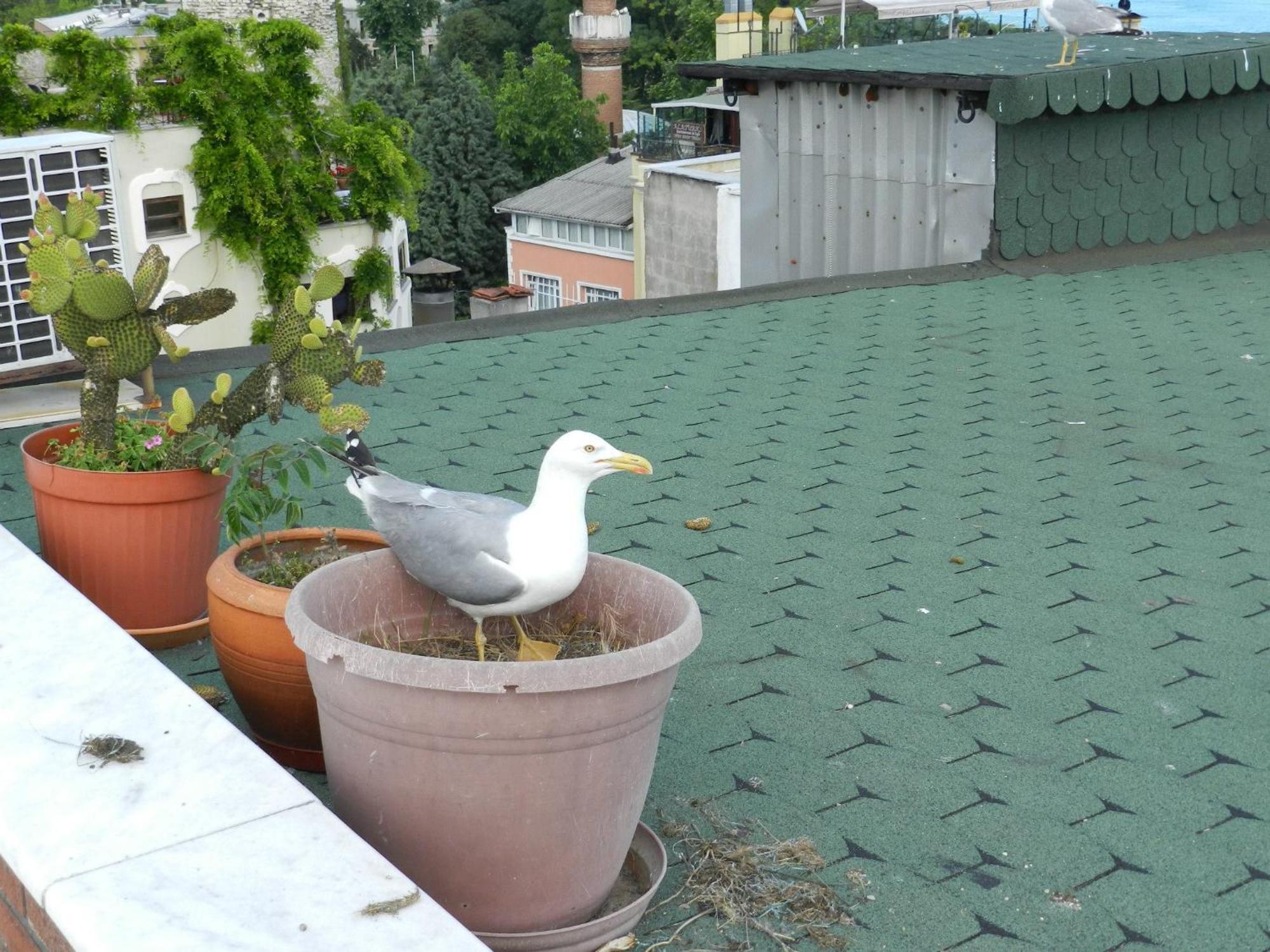 Berk Guest House - Grandma'S House Κωνσταντινούπολη Εξωτερικό φωτογραφία